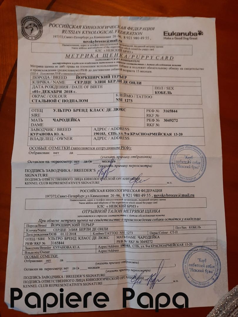 Reinrassige, wunderschöne Yorkshire Welpen zu verkaufen