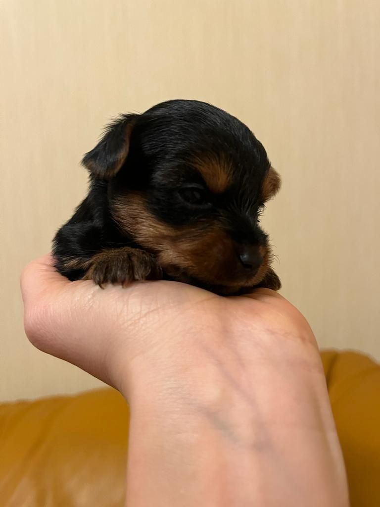 Reinrassige, wunderschöne Yorkshire Welpen zu verkaufen