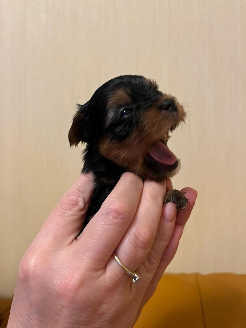 Reinrassige, wunderschöne Yorkshire Welpen zu verkaufen