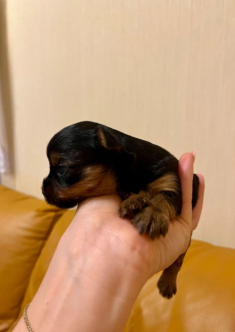 Reinrassige, wunderschöne Yorkshire Welpen zu verkaufen