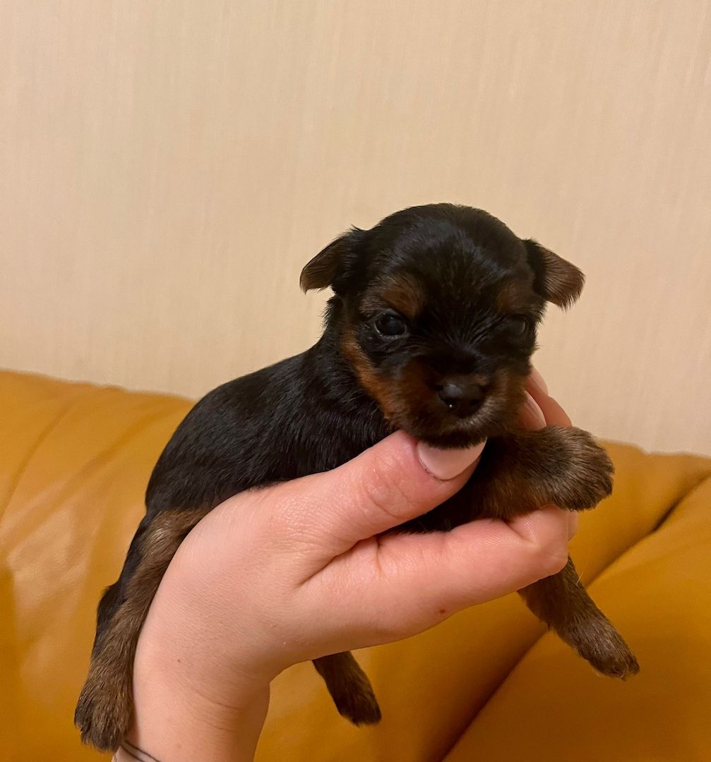 Reinrassige, wunderschöne Yorkshire Welpen zu verkaufen