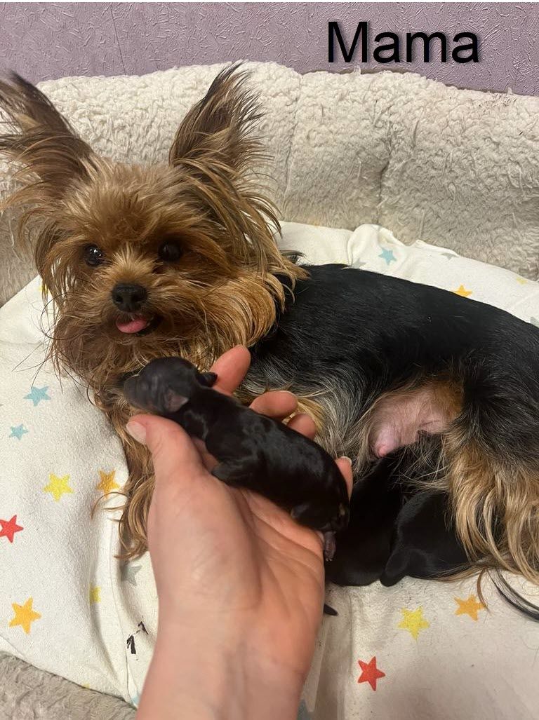 Reinrassige, wunderschöne Yorkshire Welpen zu verkaufen