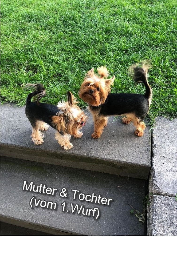 Reinrassige, wunderschöne Yorkshire Welpen zu verkaufen