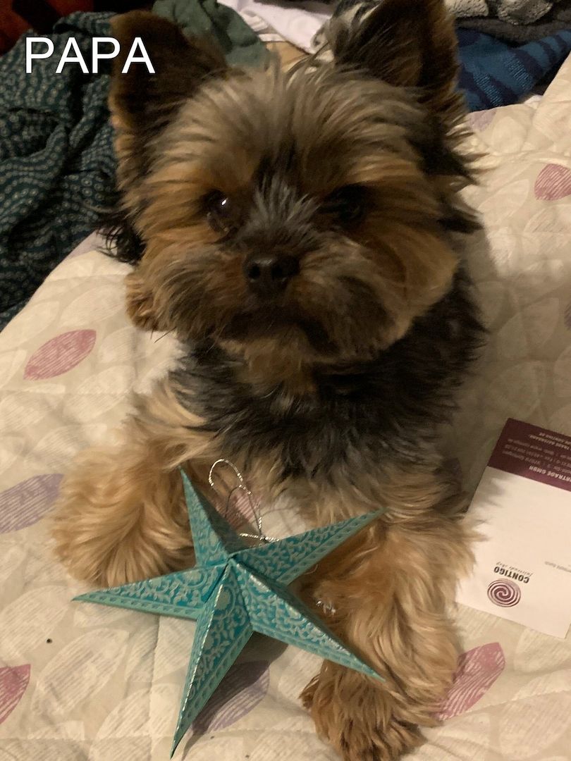 Reinrassige, wunderschöne Yorkshire Welpen zu verkaufen