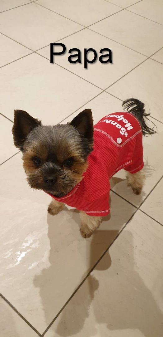 Reinrassige, wunderschöne Yorkshire Welpen zu verkaufen