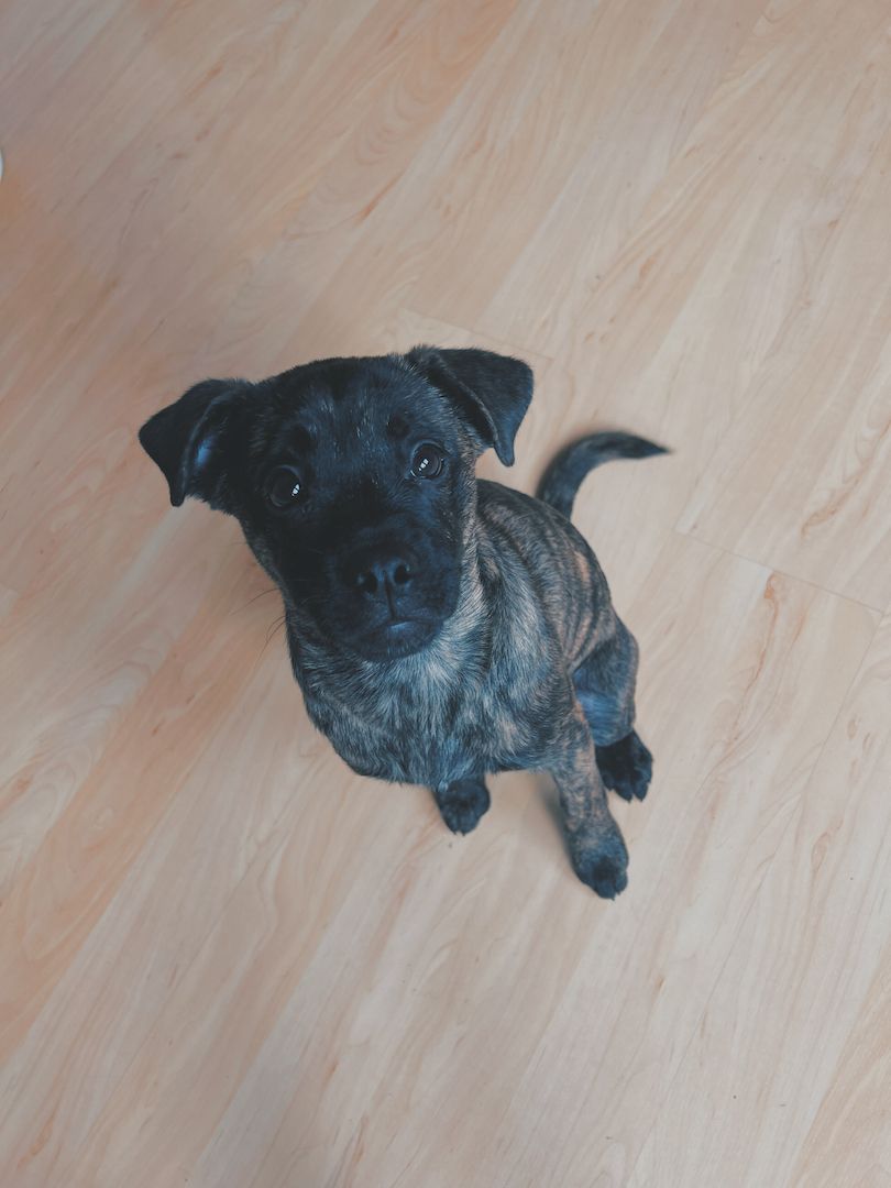 Zuhause auf Lebenszeit gesucht mischlingswelpe Zuhause auf Lebenszeit gesucht mischlingswelpe