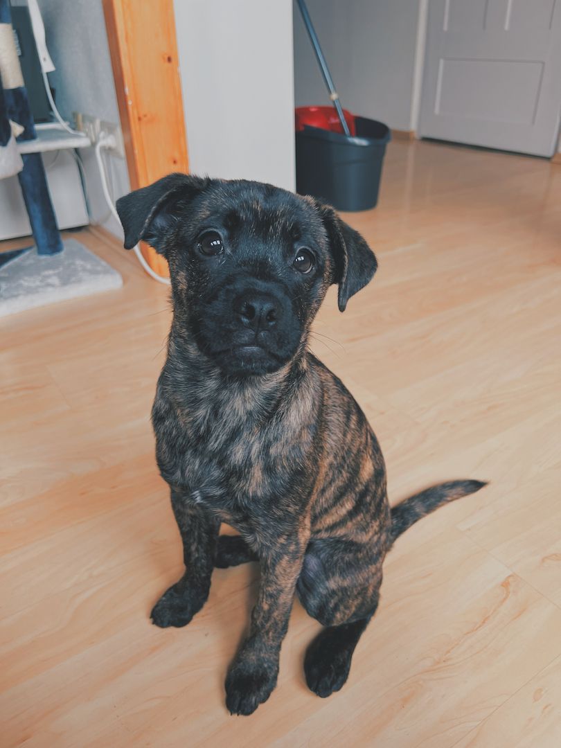 Zuhause auf Lebenszeit gesucht mischlingswelpe Zuhause auf Lebenszeit gesucht mischlingswelpe