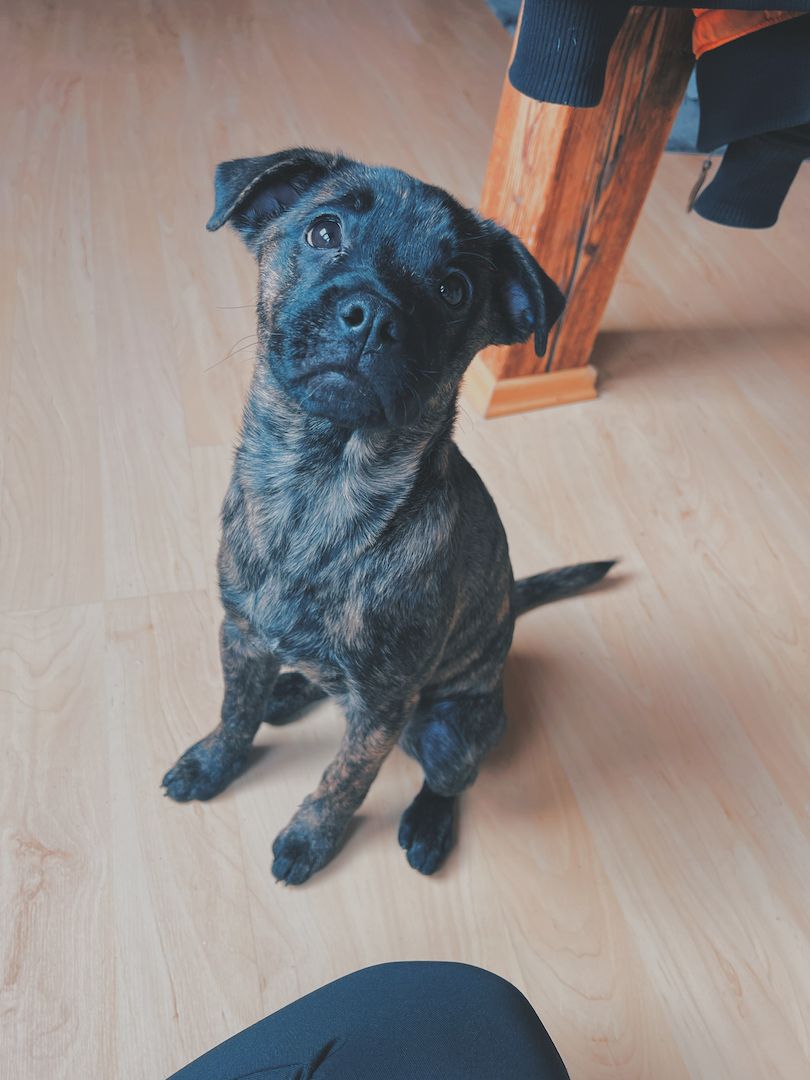 Zuhause auf Lebenszeit gesucht mischlingswelpe Zuhause auf Lebenszeit gesucht mischlingswelpe