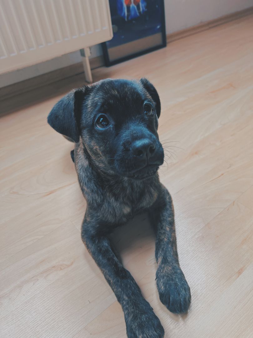 Zuhause auf Lebenszeit gesucht mischlingswelpe Zuhause auf Lebenszeit gesucht mischlingswelpe