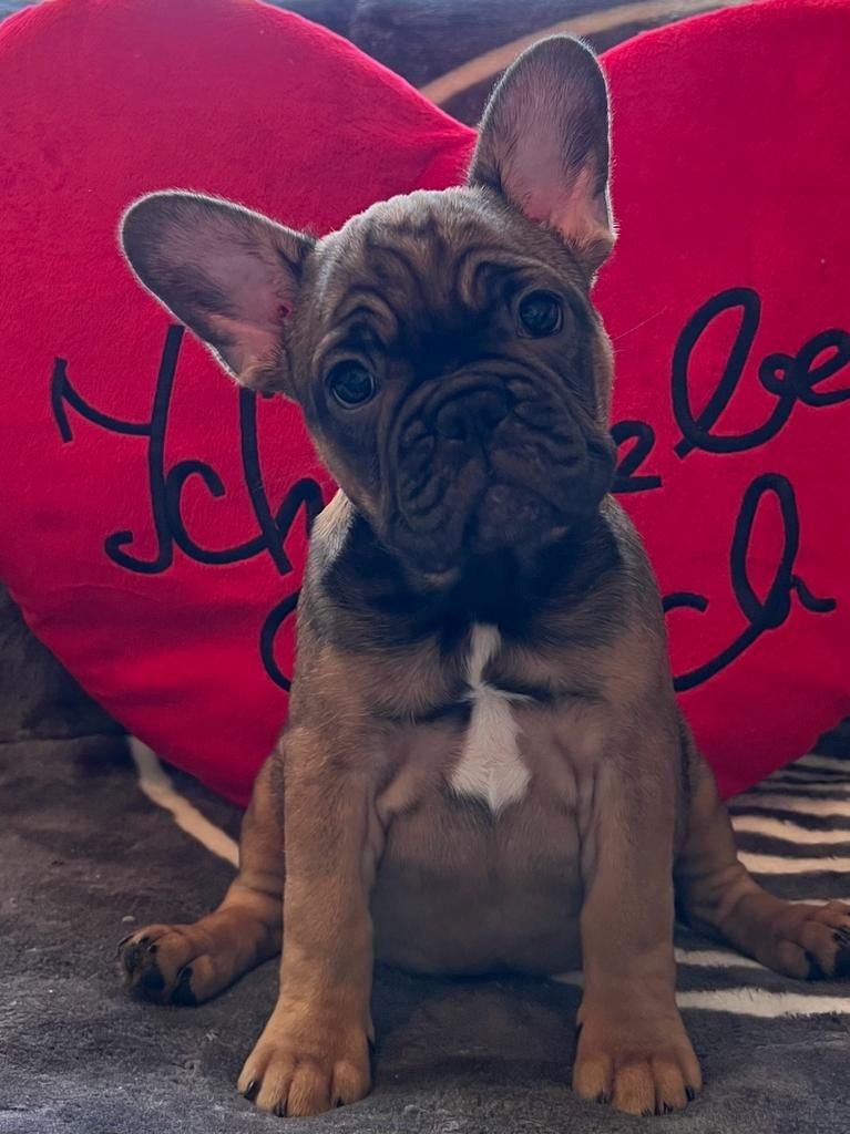 Französische Bulldogge Welpen