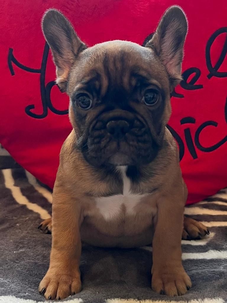 Französische Bulldogge Welpen