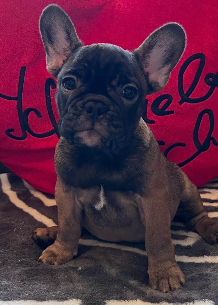 Französische Bulldogge Welpen