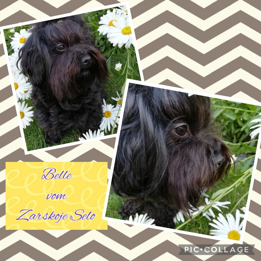 Bolonka Zwetna Welpen - Reinrassig mit Ahnentafel