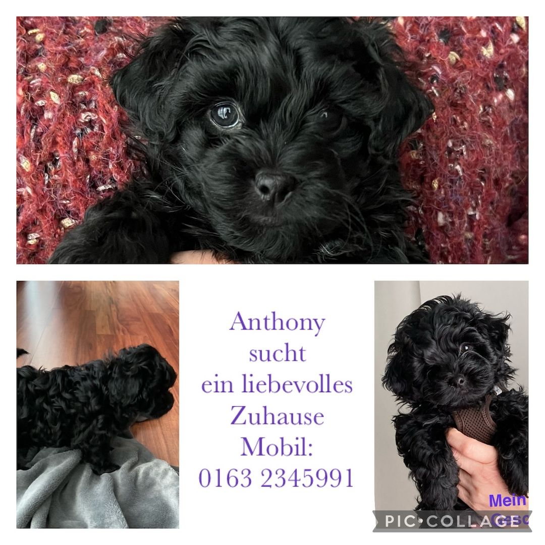 Bolonka Zwetna Welpen - Reinrassig mit Ahnentafel