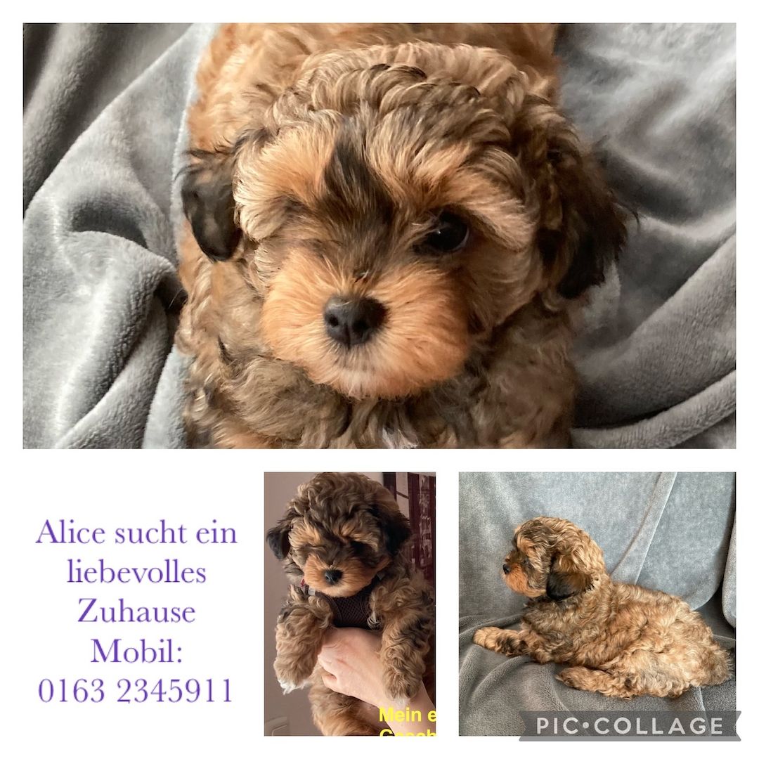 Bolonka Zwetna Welpen - Reinrassig mit Ahnentafel