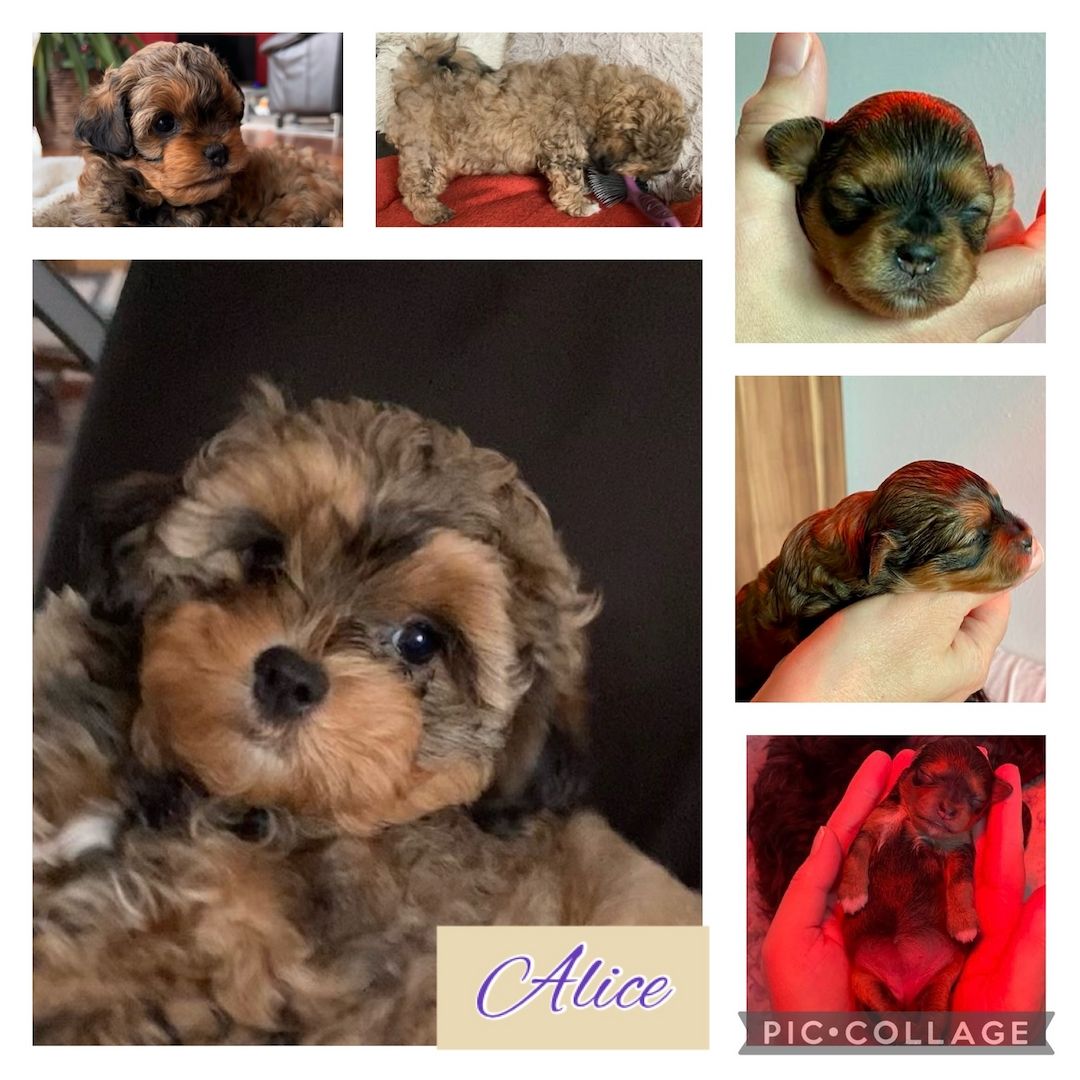 Bolonka Zwetna Welpen - Reinrassig mit Ahnentafel