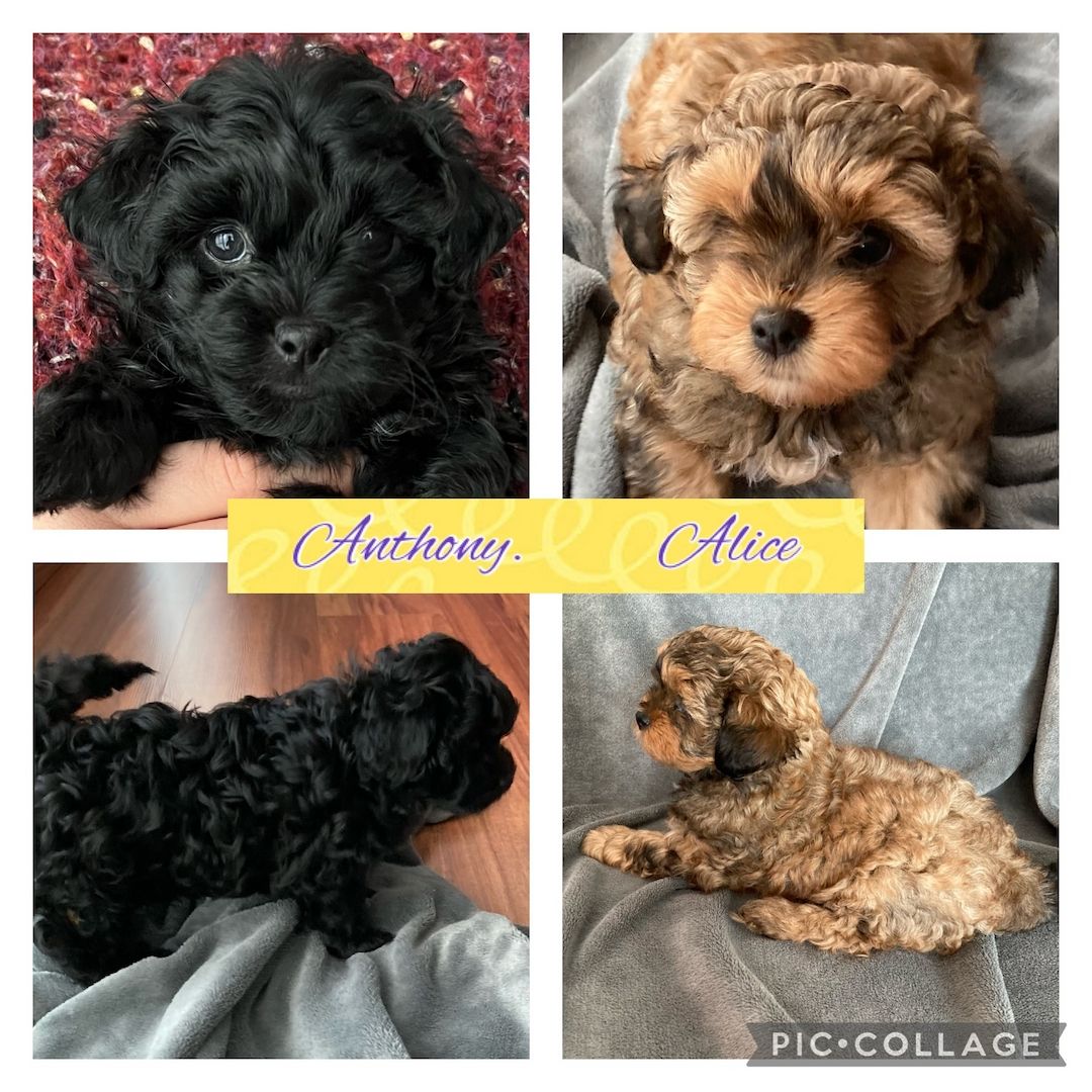 Bolonka Zwetna Welpen - Reinrassig mit Ahnentafel