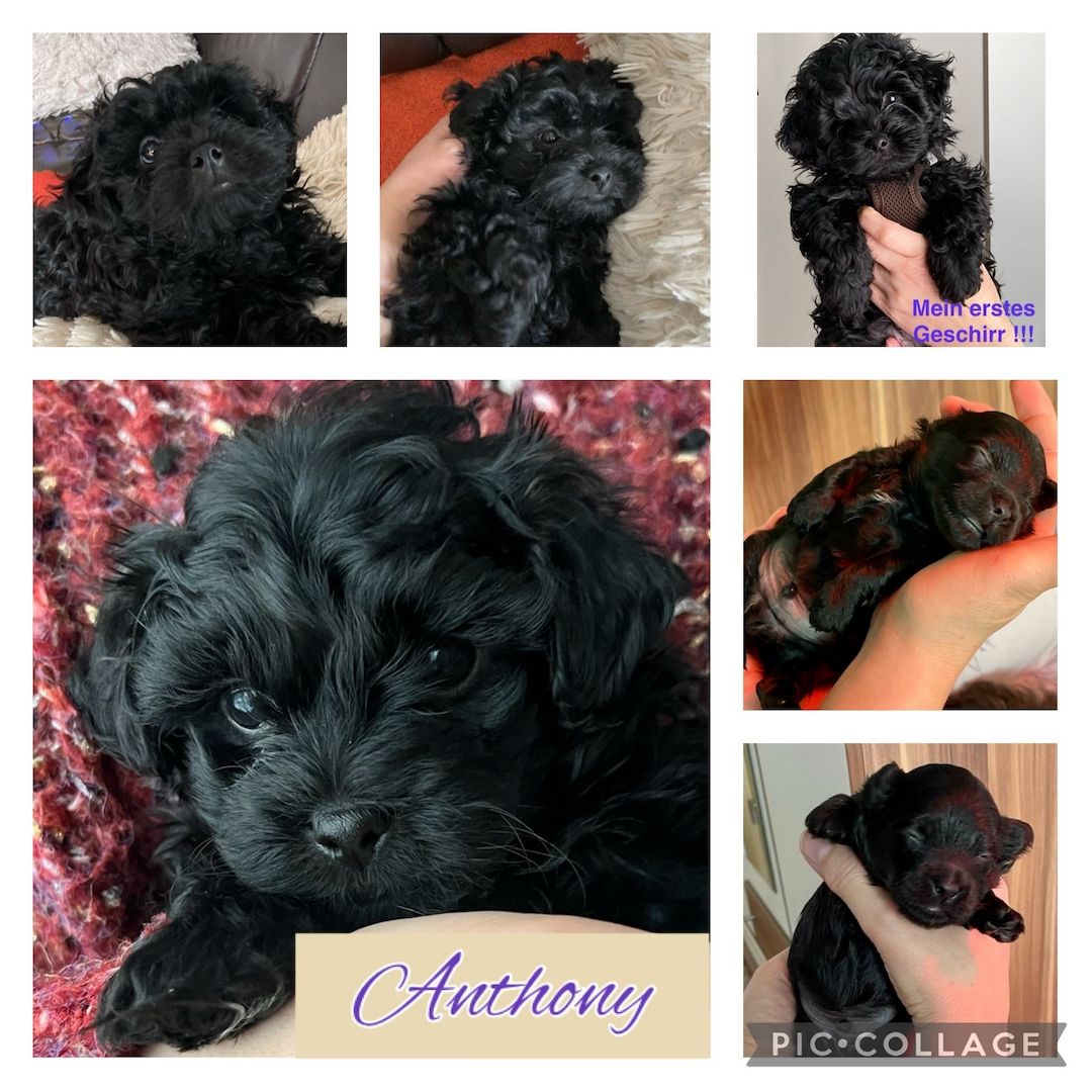 Bolonka Zwetna Welpen - Reinrassig mit Ahnentafel