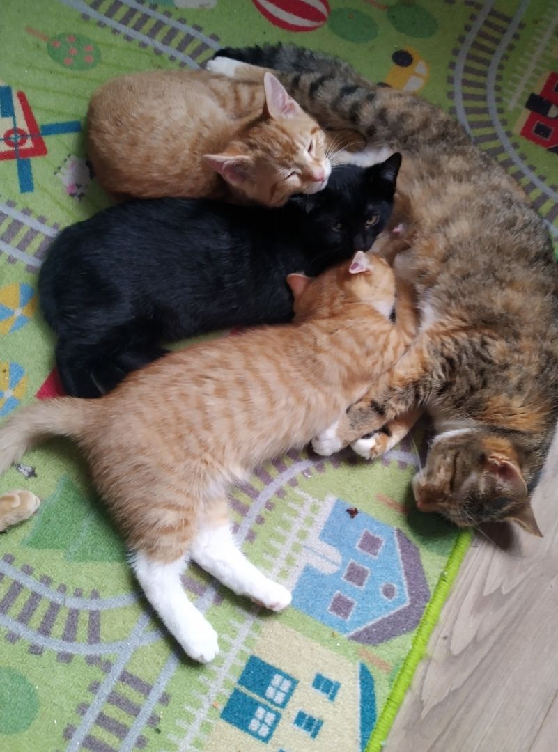 Zwei Kitten suchen noch ein Zuhause