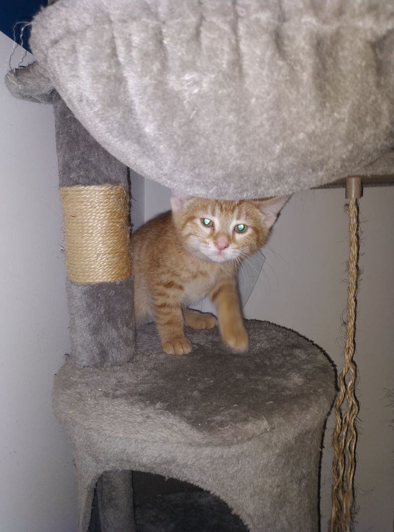 Zwei Kitten suchen noch ein Zuhause