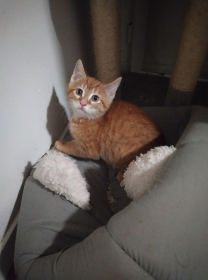 Zwei Kitten suchen noch ein Zuhause