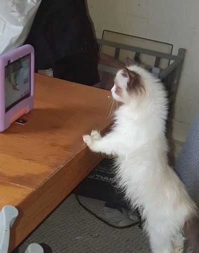 liebevolle Ragdoll-Kätzchen