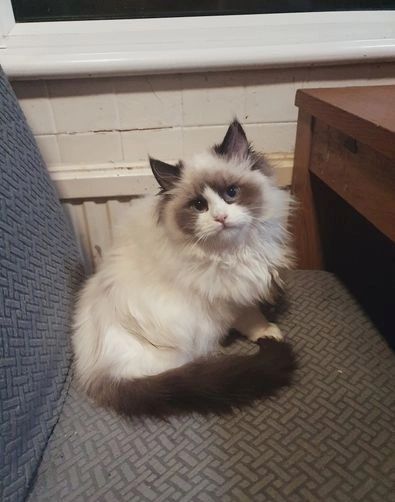 liebevolle Ragdoll-Kätzchen