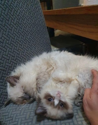 liebevolle Ragdoll-Kätzchen