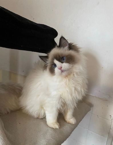 Perfekte Ragdoll-Kätzchen