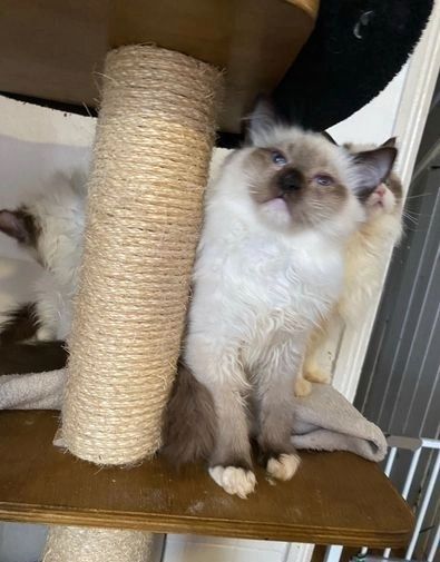 Dandy Ragdoll-Kätzchen