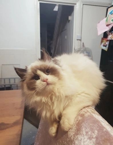 Dandy Ragdoll-Kätzchen