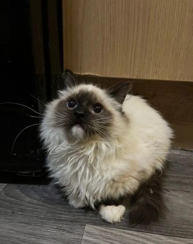 Dandy Ragdoll-Kätzchen