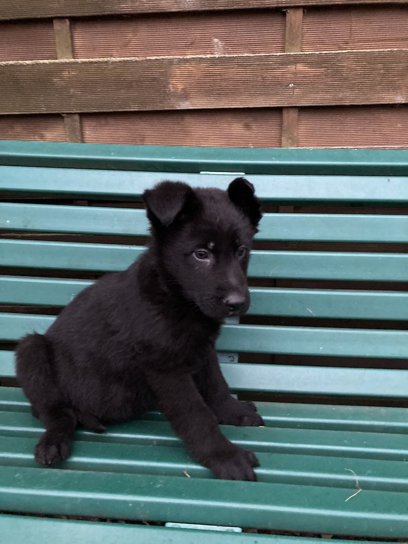 Schäferhund Welpen Schäferhund Welpen