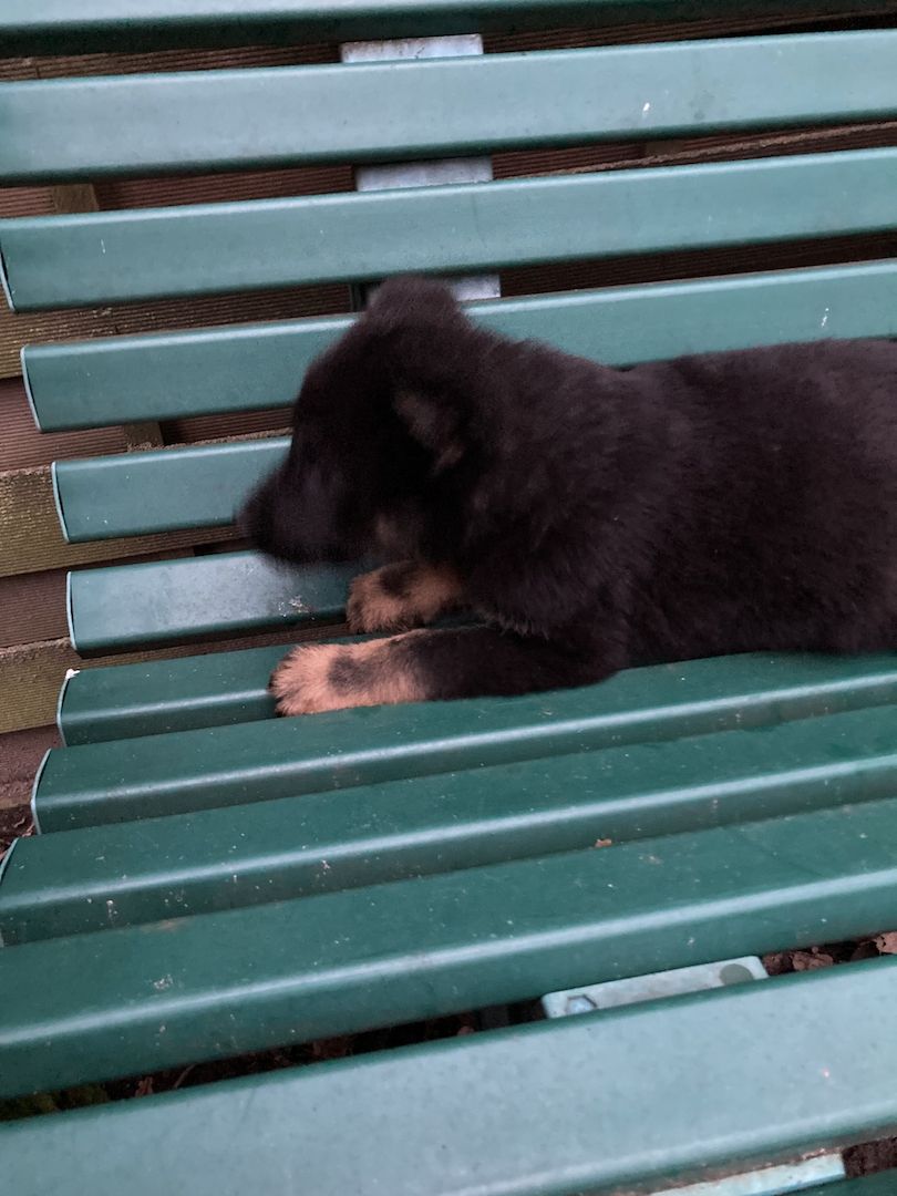 Schäferhund Welpen Schäferhund Welpen