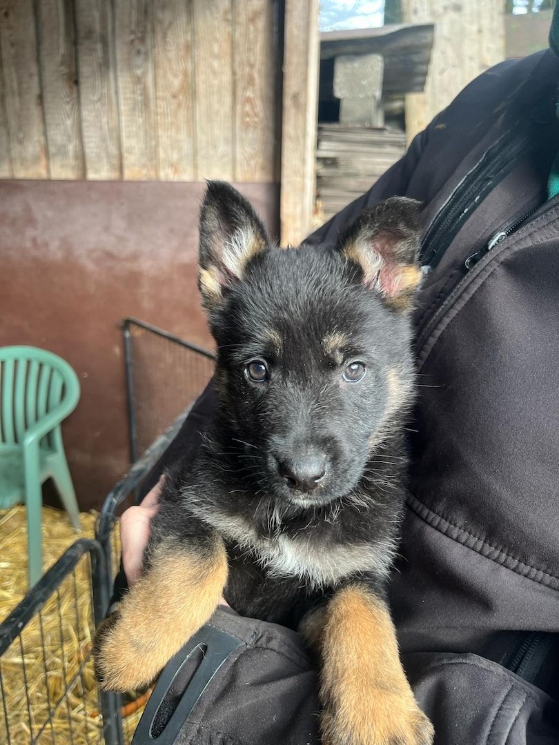 Schäferhund Welpen Schäferhund Welpen