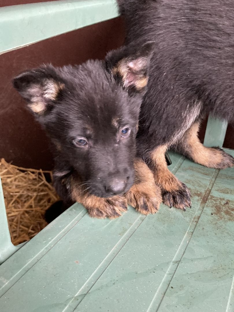 Schäferhund Welpen Schäferhund Welpen