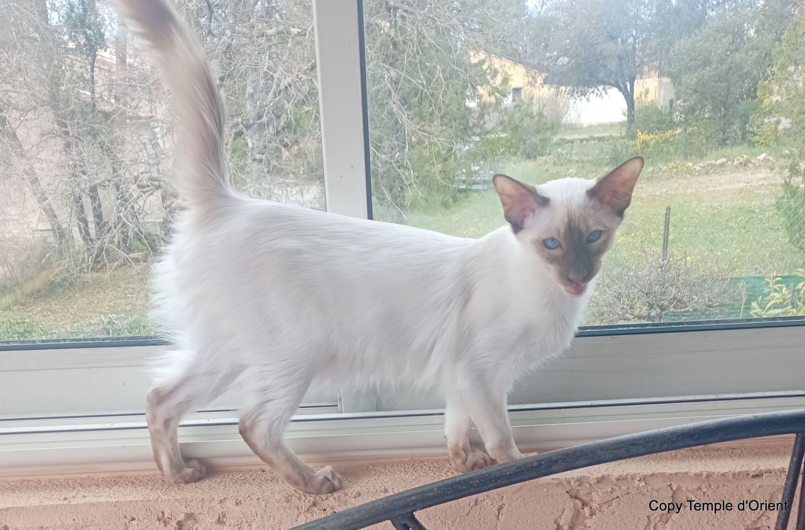 Balinesen Javanesen Orientalisch Kurzhaar Siamesen - Wir bekommen Kitten Anfang April 2024