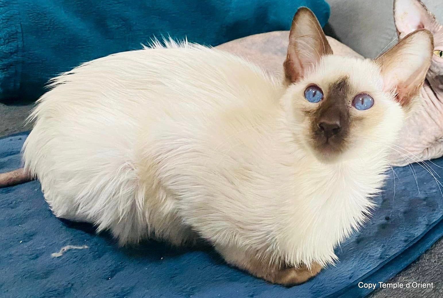 Balinesen Javanesen Orientalisch Kurzhaar Siamesen - Wir bekommen Kitten Anfang April 2024