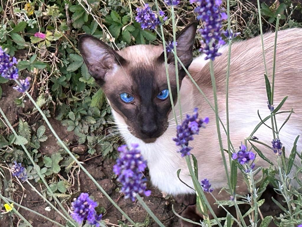 Balinesen Javanesen Orientalisch Kurzhaar Siamesen - Wir bekommen Kitten Anfang April 2024