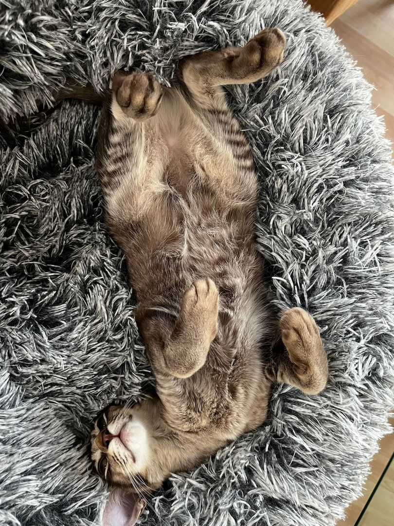 Balinesen Javanesen Orientalisch Kurzhaar Siamesen - Wir bekommen Kitten Anfang April 2024