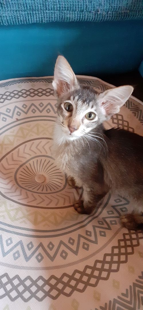 Balinesen Javanesen Orientalisch Kurzhaar Siamesen - Wir bekommen Kitten Anfang April 2024