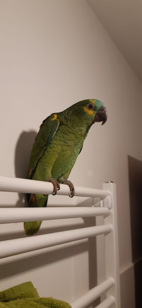 Blaustirnamazonen Papageien Pärchen mit Voliere