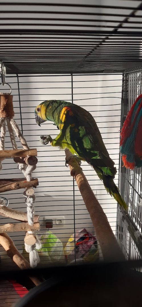 Blaustirnamazonen Papageien Pärchen mit Voliere