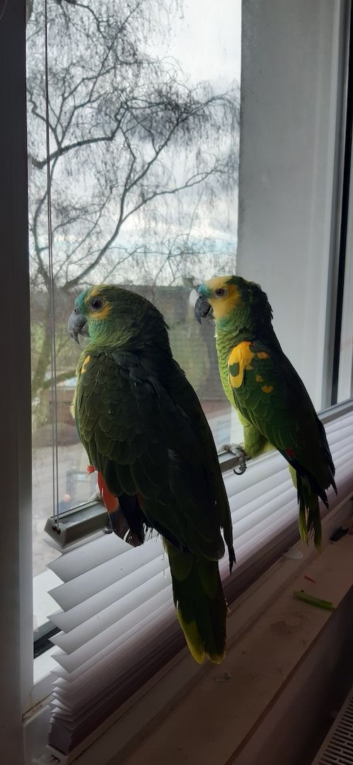 Blaustirnamazonen Papageien Pärchen mit Voliere