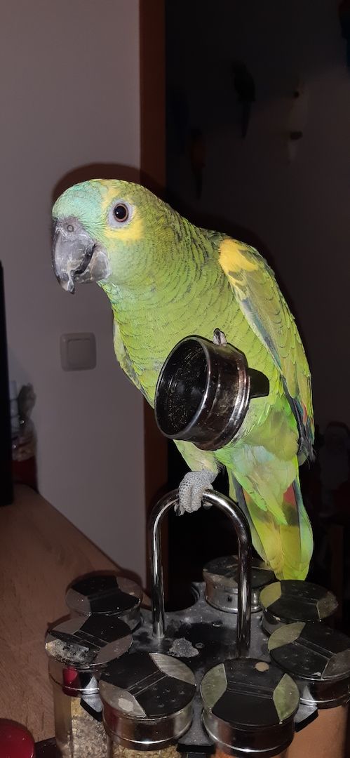 Blaustirnamazonen Papageien Pärchen mit Voliere