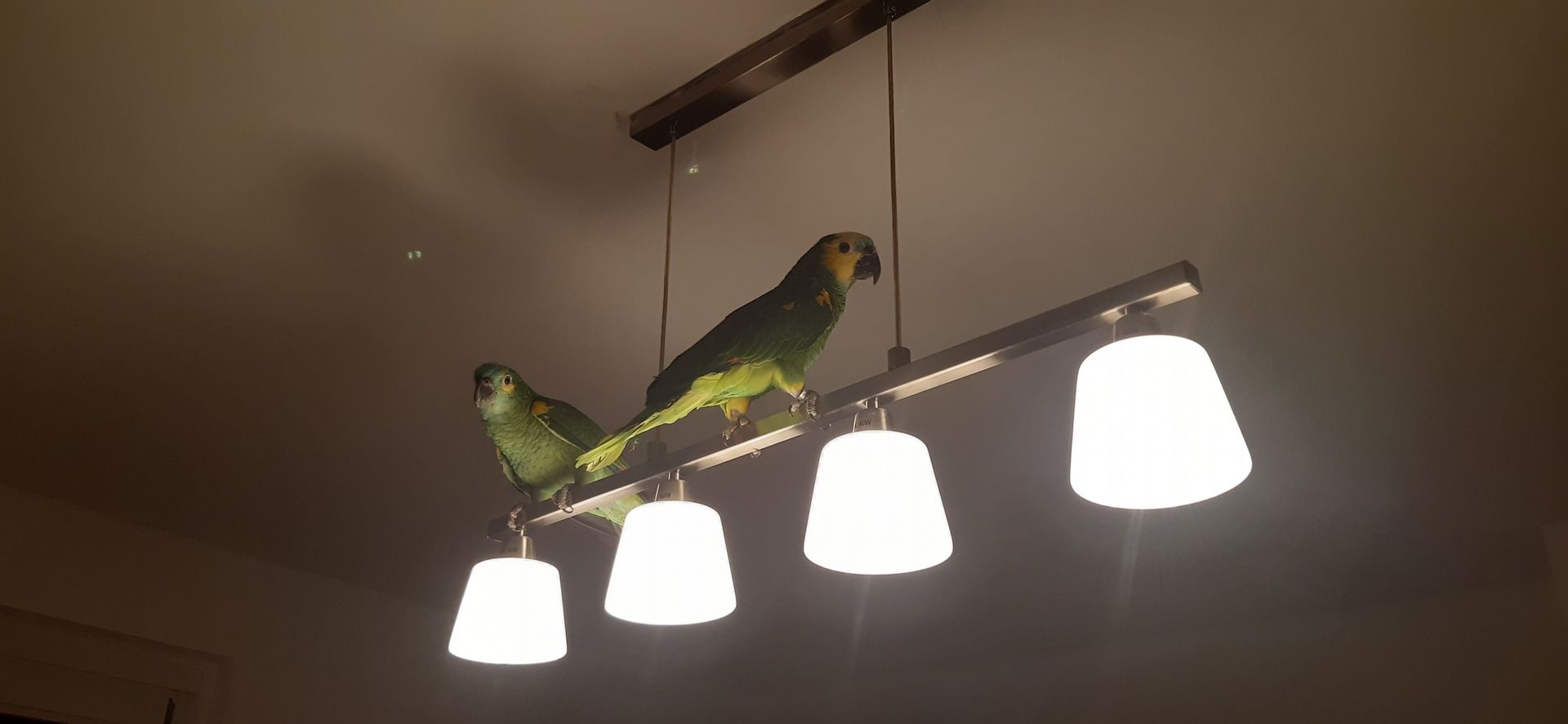 Blaustirnamazonen Papageien Pärchen mit Voliere