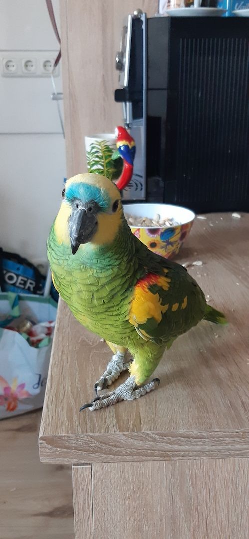 Blaustirnamazonen Papageien Pärchen mit Voliere