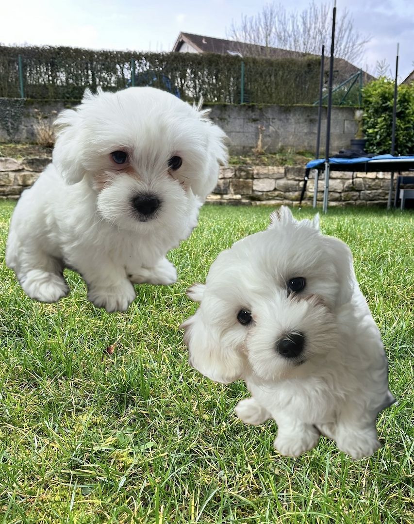 Malteser Welpen Hund Männchen 19.12
