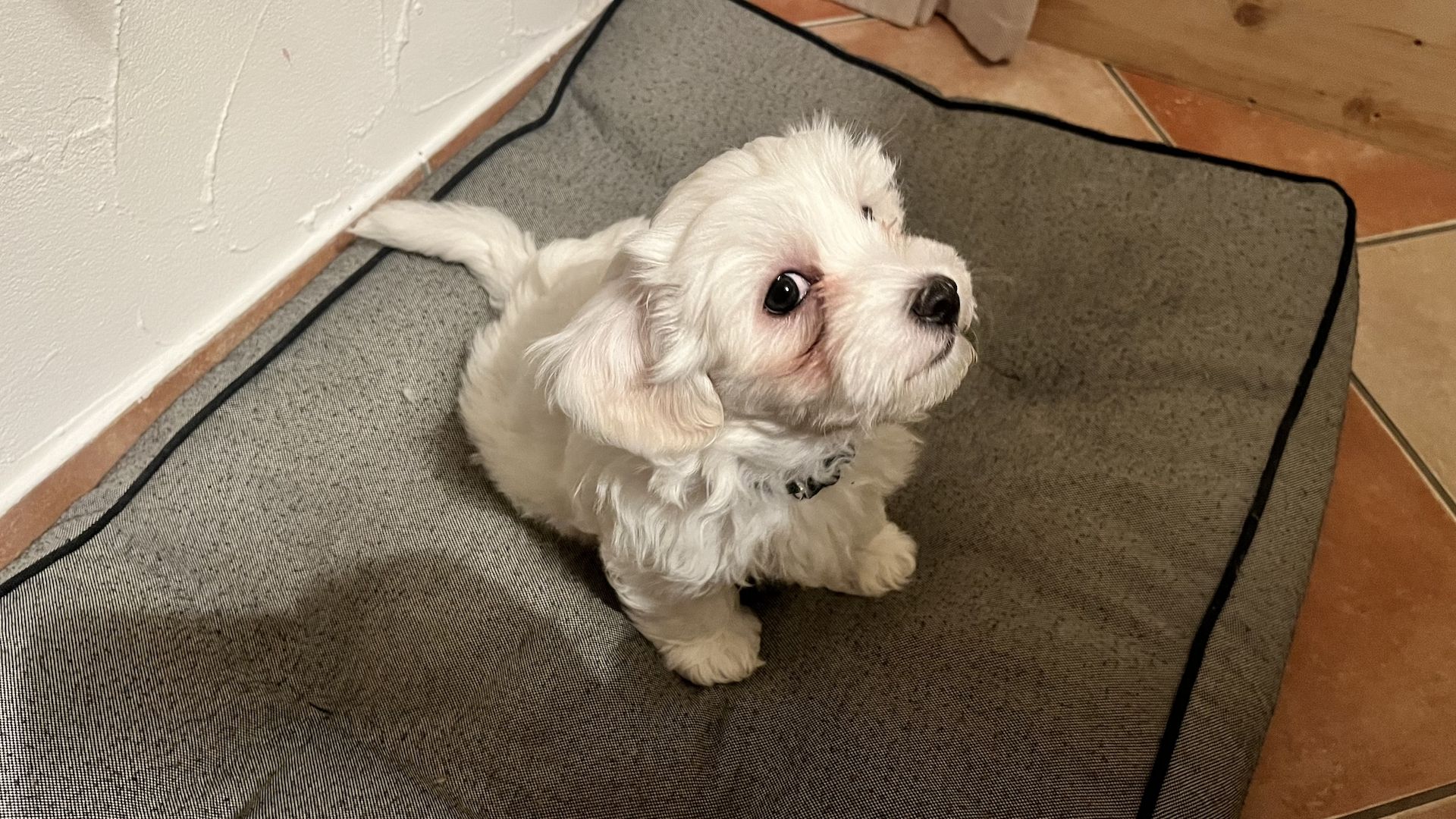 Malteser Welpen Hund Männchen 19.12