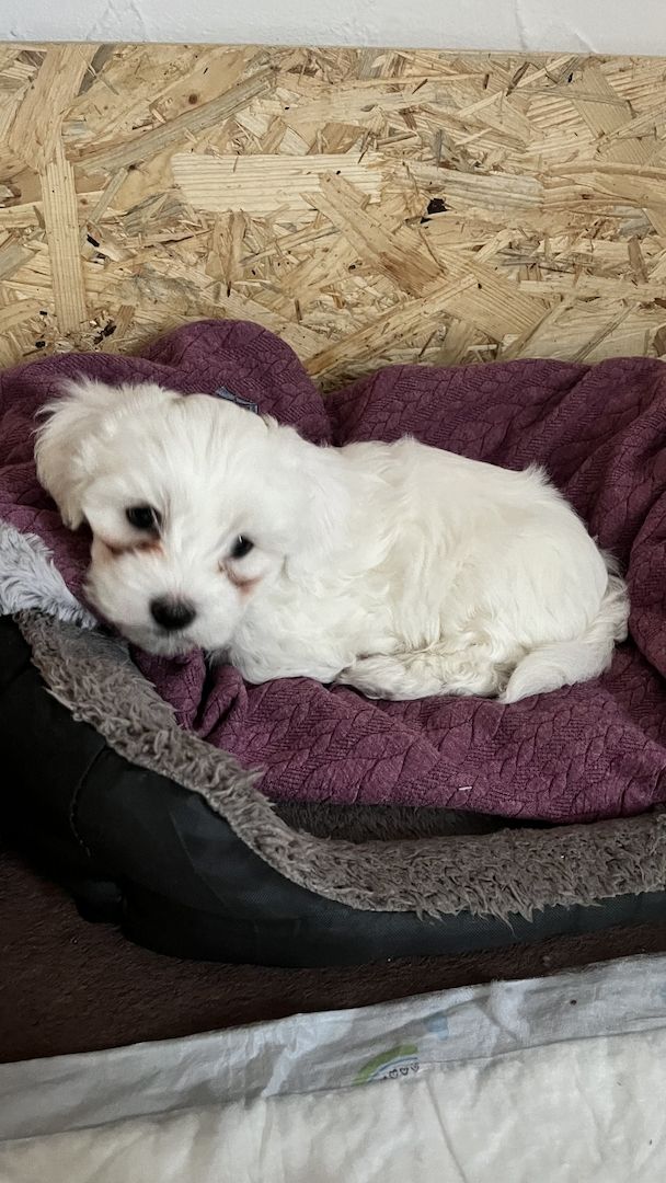 Malteser Welpen Hund Männchen 19.12